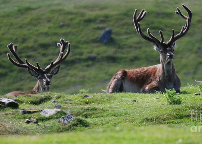 Red Deer Greeting Card featuring the photograph Red Deer Stags in velvet by Phil Banks