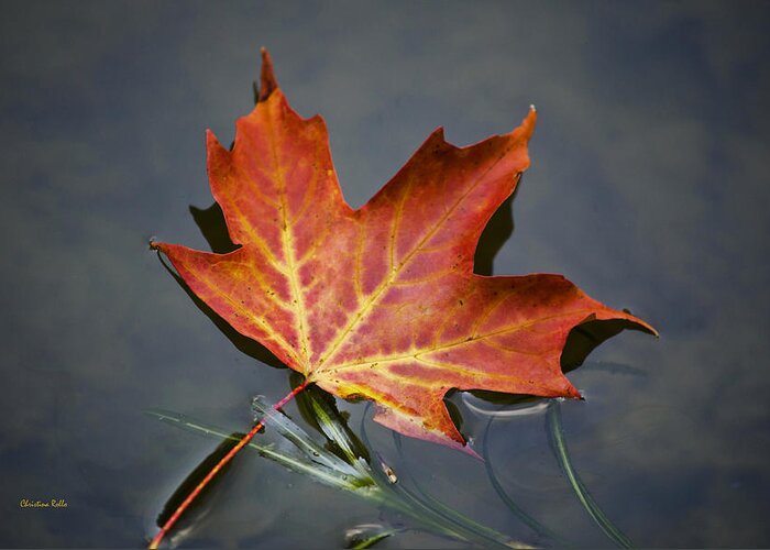 Leaf Greeting Card featuring the photograph Red Sugar Maple Leaf by Christina Rollo