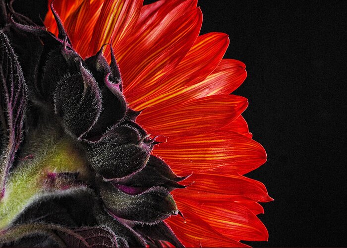 Red Sunflower Greeting Card featuring the photograph Red Sunflower VII by Saija Lehtonen