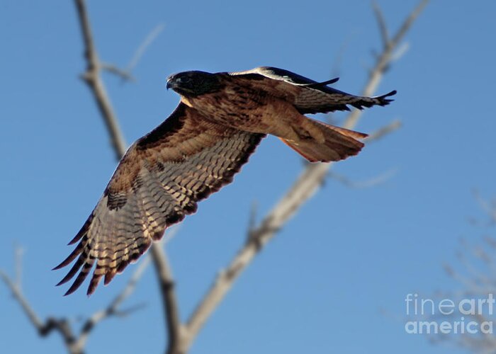 Colorado Greeting Card featuring the photograph Red Tail Hawk II by Bob Hislop
