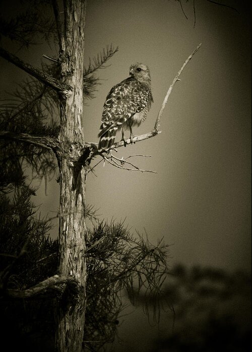 Red Greeting Card featuring the photograph Red Tail Hawk On Loop Road by Bradley R Youngberg