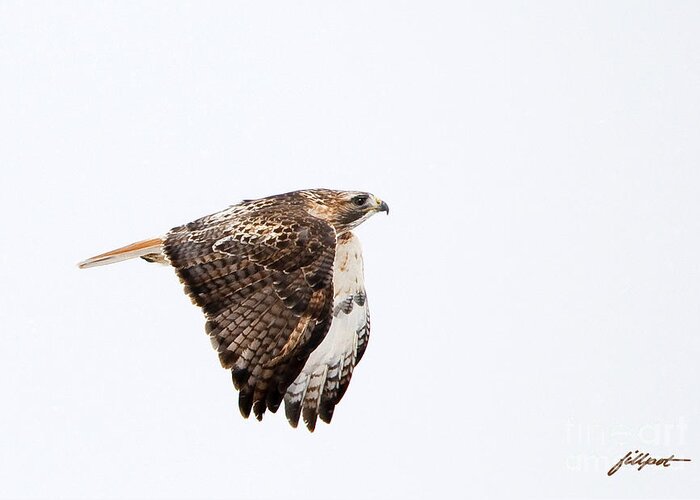 Red Tail Hawk Greeting Card featuring the photograph Red Tail in flight by Bon and Jim Fillpot