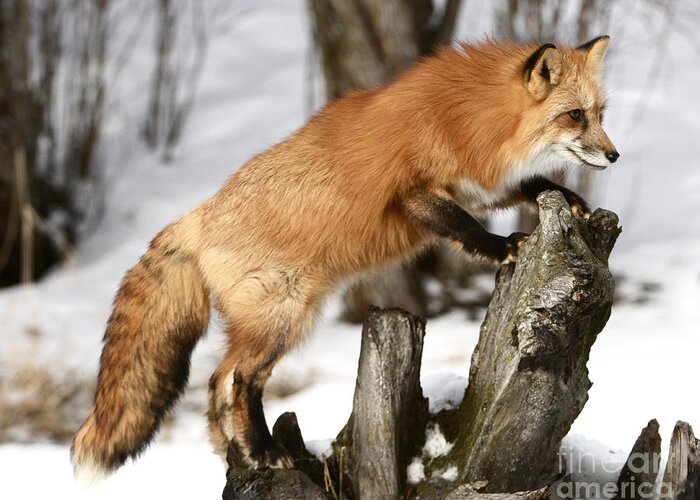 Animals Greeting Card featuring the photograph Red-tailed Fox Hunting by Dennis Hammer