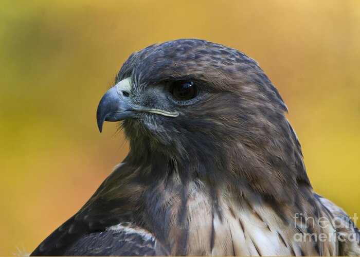Red Tailed Hawk Greeting Card featuring the photograph Red Tailed Hawk by John Greco