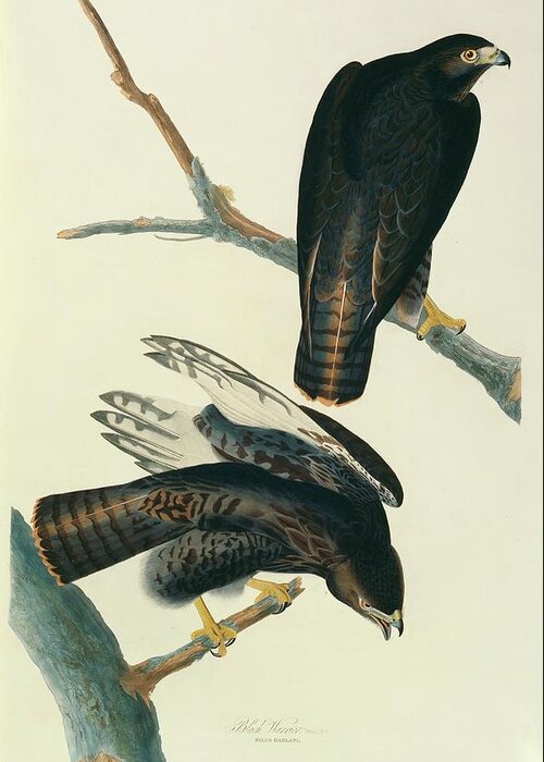 Illustration Greeting Card featuring the photograph Red-tailed Hawk by Natural History Museum, London/science Photo Library