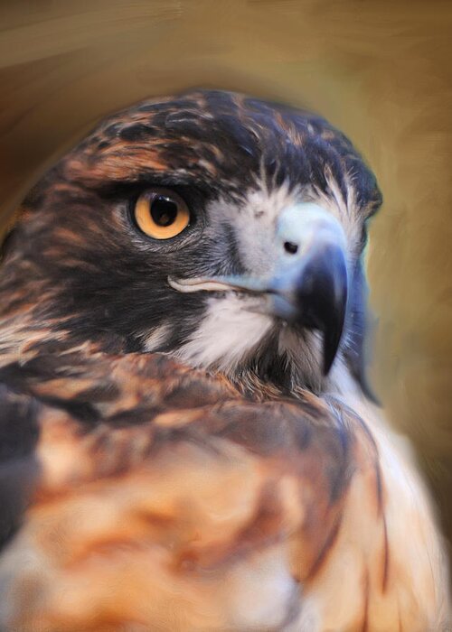 Bird Greeting Card featuring the photograph Red Tailed Hawk Portrait by Jai Johnson