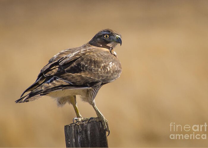 red Tailed Hawk Greeting Card featuring the photograph Red Tailed Hawk Watching by Janis Knight