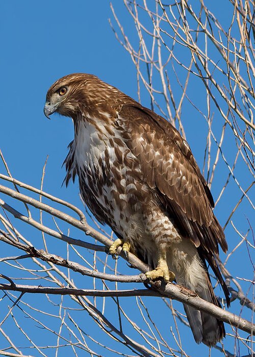 Red-tailed Hawk Greeting Card featuring the photograph Red-tailed hawk watching the ducks by Kathleen Bishop