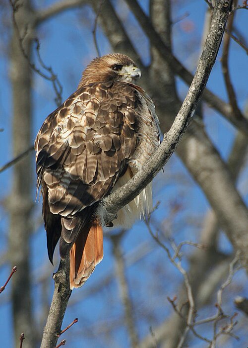 Wildlife Greeting Card featuring the photograph Red-Tailed Hawk by William Selander