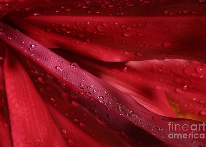Cordyline Terminalis Greeting Card featuring the photograph Red Ti the Queen of Tropical Foliage by Sharon Mau