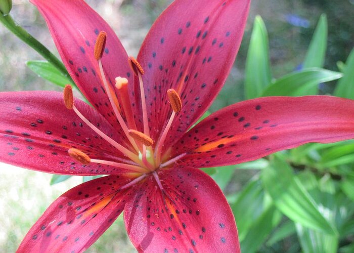 Red Lily Greeting Card featuring the photograph Red Tiger Lily Close-Up 6 by Doug Morgan