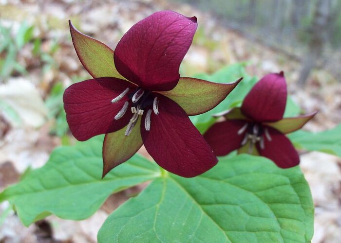 Nature Greeting Card featuring the photograph Red Trilliums by David Pickett