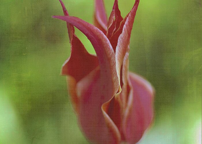 Red Greeting Card featuring the photograph Red Tulip by Rick Hartigan