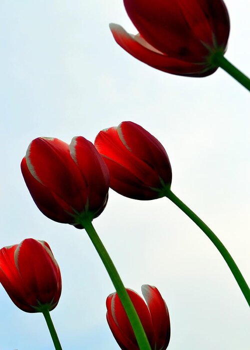 Photograph Greeting Card featuring the photograph Red Tulips from the Bottom Up VII by Michelle Calkins