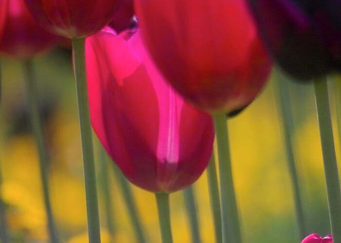 Tulip Greeting Card featuring the photograph Red Tulips by Heiko Koehrer-Wagner