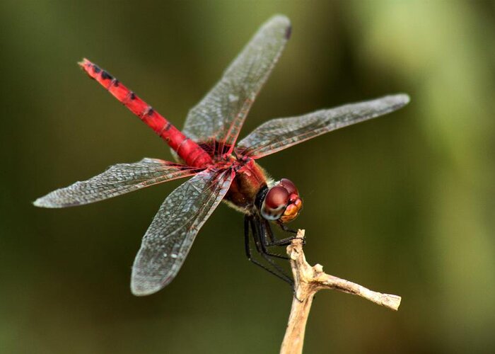 Red-veined Darter Greeting Card featuring the photograph Red-veined Darter - My Joystick by Ramabhadran Thirupattur