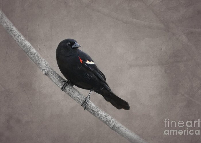Red Winged Blackbird Greeting Card featuring the photograph Red Winged Blackbird by Jayne Carney