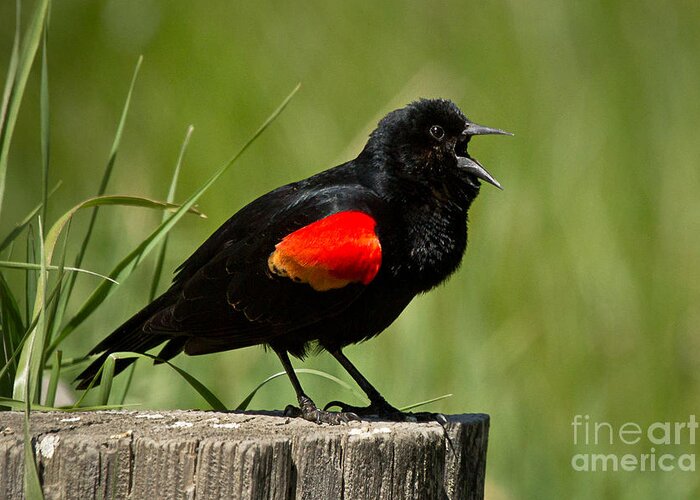 Bird Greeting Card featuring the photograph Red-winged Blackbird singing by Alice Cahill