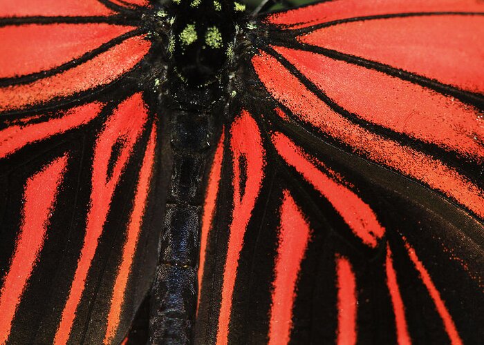 Red Heliconius Dora Greeting Card featuring the photograph Red Wings by Sonya Lang