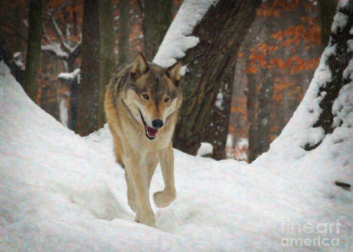 Animals Greeting Card featuring the digital art Red Wolf on a Winter Hunt by Lianne Schneider