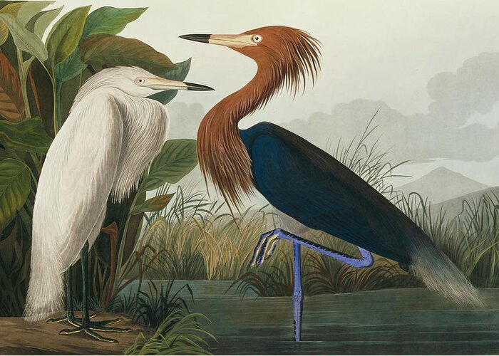 Illustration Greeting Card featuring the photograph Reddish Egret by Natural History Museum, London/science Photo Library