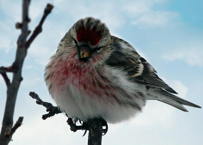 Redpoll Greeting Card featuring the photograph Redpoll by Jackson Pearson
