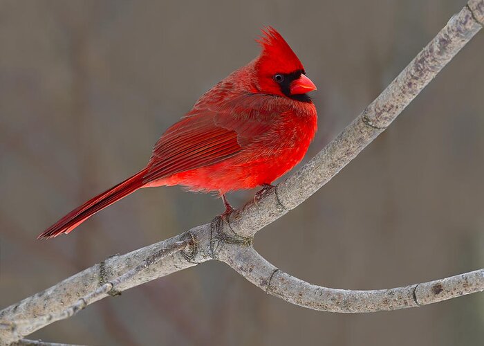 Northern Cardinal Greeting Card featuring the photograph Reds by Tony Beck