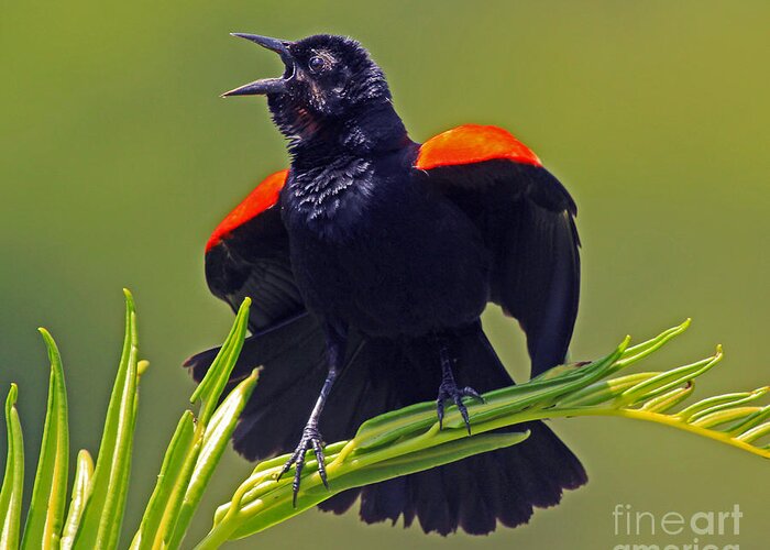 Blackbird Greeting Card featuring the photograph Redwing Black Bird at full song by Larry Nieland