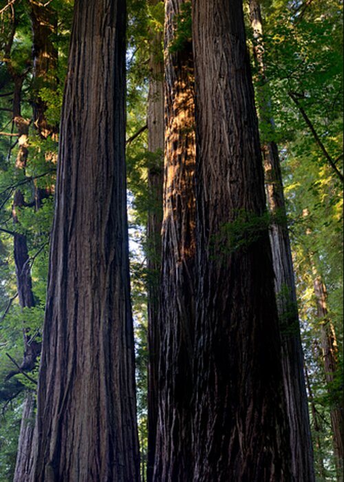 Loree Johnson Greeting Card featuring the photograph Redwoods Vertical Panorama by Loree Johnson