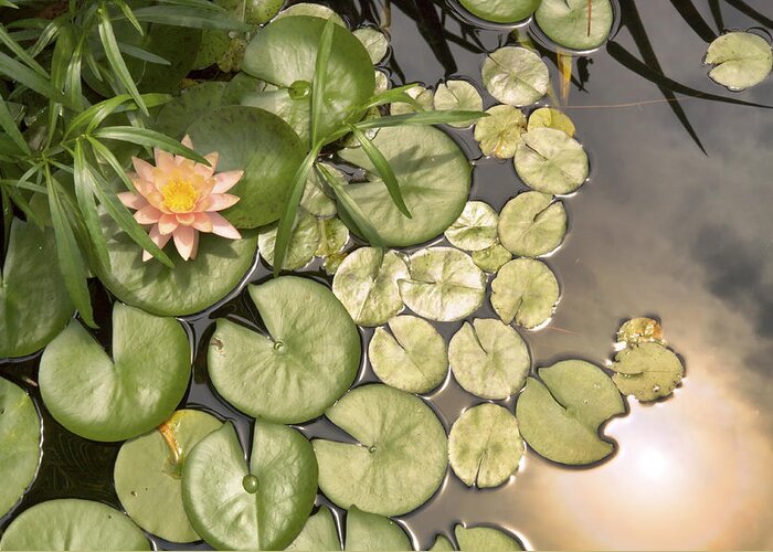 Water Lilies Greeting Card featuring the photograph Reflected Light upon Flowering Water Lilies by Jason Politte