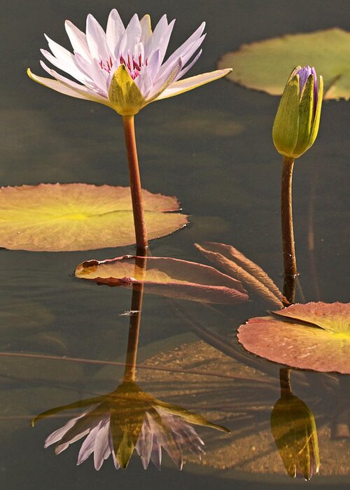 Water Lilies Greeting Card featuring the photograph Reflected Water Lilies by Theo OConnor
