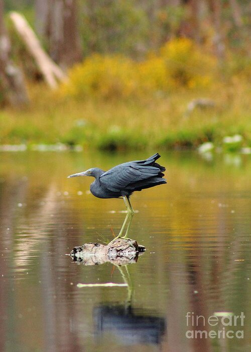 Little Greeting Card featuring the photograph Reflecting Little Blue Heron by Andre Turner