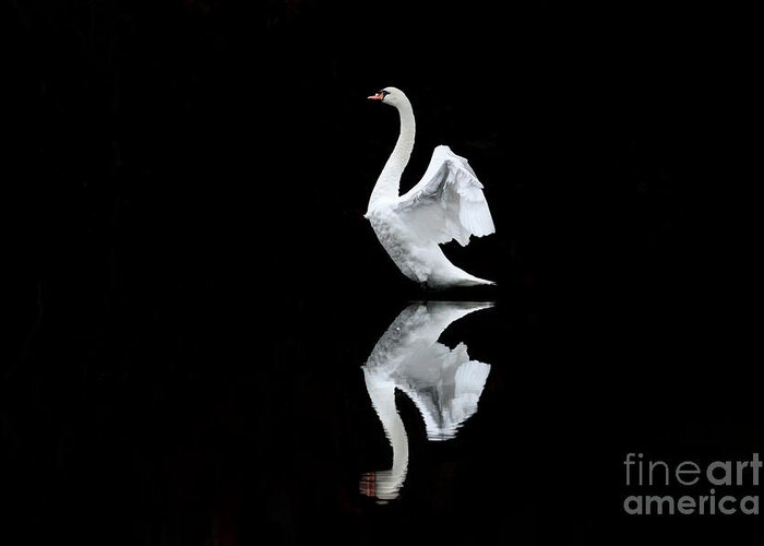 Swan Greeting Card featuring the photograph Reflection 2 by Jayne Carney