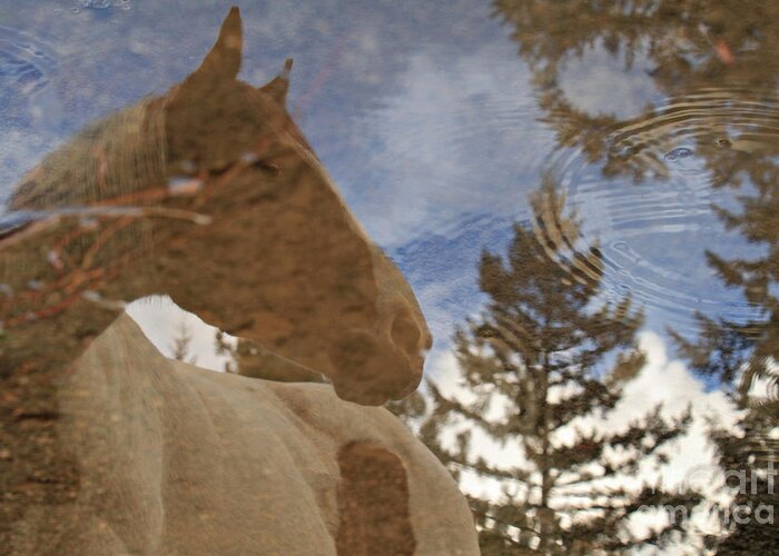 Nature Greeting Card featuring the photograph Upon Reflection by Michelle Twohig