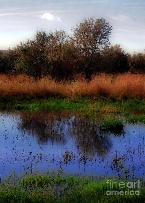 Landscape Greeting Card featuring the photograph Reflections by Molly McPherson
