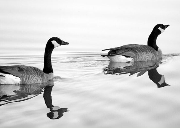 Canada Goose Greeting Card featuring the photograph Reflections of Geese by Jason Politte