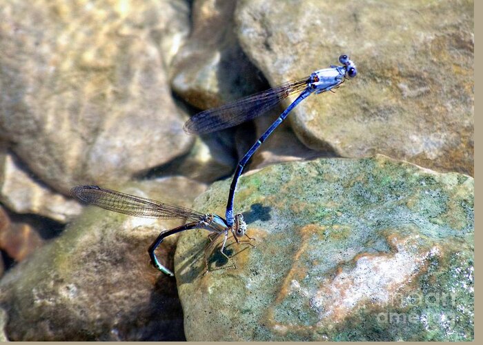 Blue Dragonflies Greeting Card featuring the photograph Refueling Dragonflies by Peggy Franz