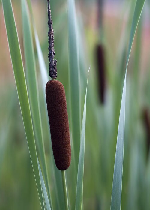 Typha Latifolia Greeting Card featuring the photograph Regal American Cattails by Kathy Clark