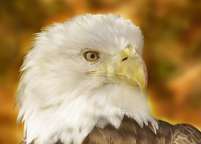 Animal Greeting Card featuring the photograph Regal Eagle by Brian Cross