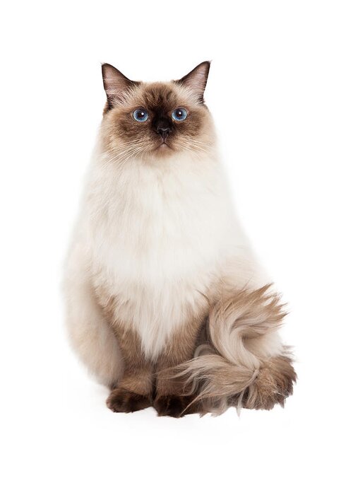 Animal Greeting Card featuring the photograph Regal Ragdoll Cat Sitting by Good Focused