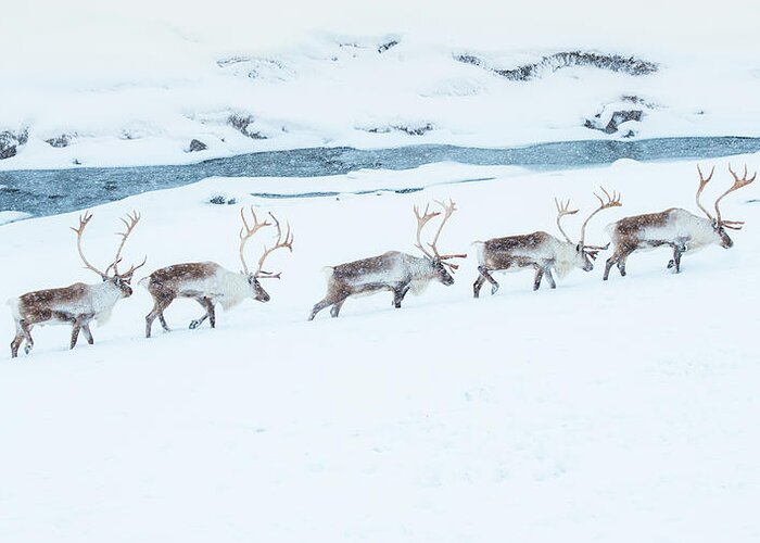 Snow Greeting Card featuring the photograph Reindeer Herd Walking Through Snow Field by Coolbiere Photograph