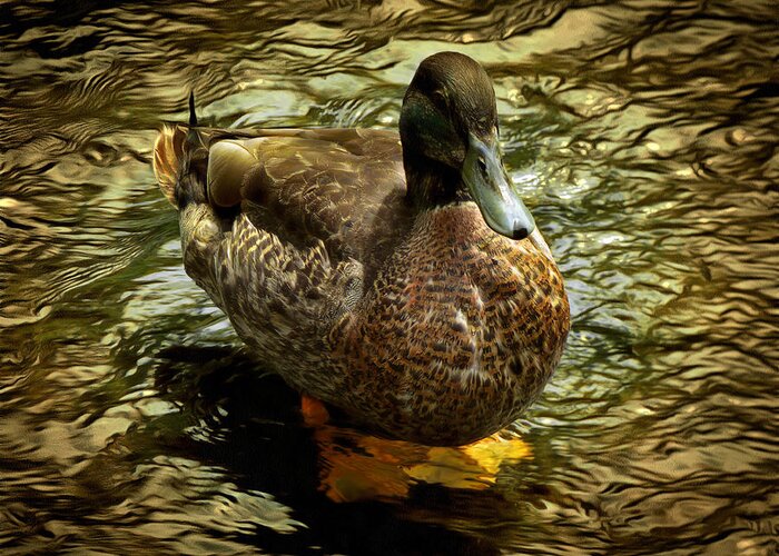 Duck Greeting Card featuring the photograph Relaxing by Steve Taylor