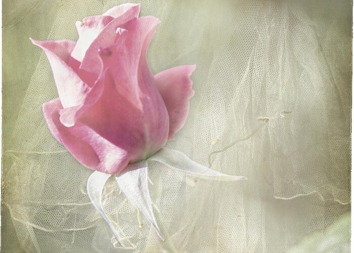 Rose Greeting Card featuring the photograph Reminiscing by Linda Lees