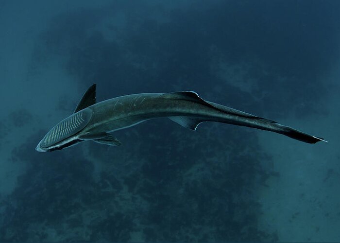 Underwater Greeting Card featuring the photograph Remora, South Africa by Joost Van Uffelen