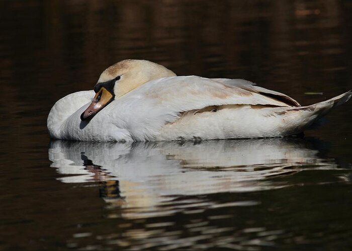 Swan Greeting Card featuring the photograph Repose by Mike Farslow
