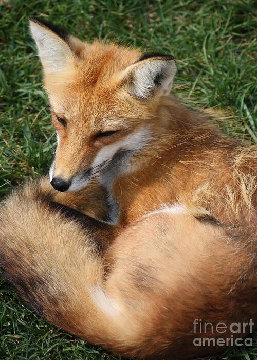 Fox Greeting Card featuring the photograph Repose by Veronica Batterson