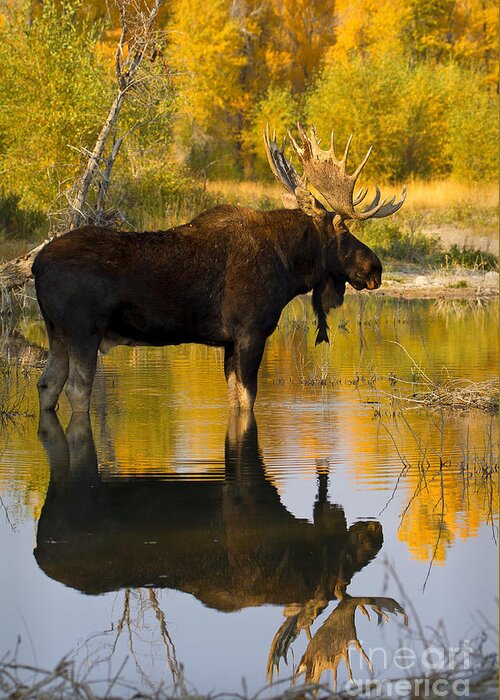 Moose Greeting Card featuring the photograph Respite by Aaron Whittemore