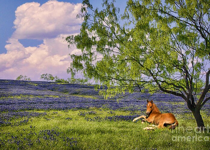 Bluebonnets Greeting Card featuring the photograph Resting Among the Bluebonnets by Priscilla Burgers