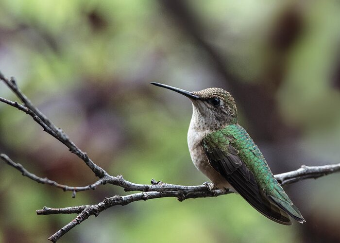 Ruby Throated Hummingbird Greeting Card featuring the photograph Resting Between Rounds by Jim Zablotny