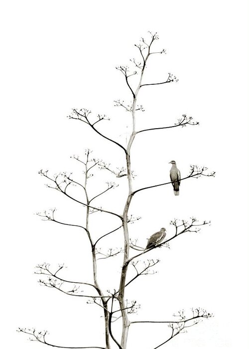 Resting Doves Greeting Card featuring the photograph Resting Doves by Darla Wood